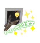 うちのねこ様【日常用語】（個別スタンプ：26）