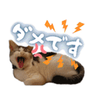 うちのねこ様【日常用語】（個別スタンプ：27）