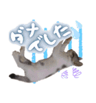 うちのねこ様【日常用語】（個別スタンプ：28）