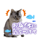 うちのねこ様【日常用語】（個別スタンプ：29）