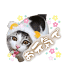 うちのねこ様【日常用語】（個別スタンプ：30）