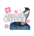 うちのねこ様【日常用語】（個別スタンプ：31）