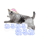 うちのねこ様【日常用語】（個別スタンプ：33）