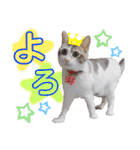 うちのねこ様【日常用語】（個別スタンプ：34）