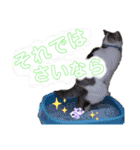うちのねこ様【日常用語】（個別スタンプ：35）
