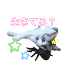 うちのねこ様【日常用語】（個別スタンプ：36）