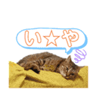 うちのねこ様【日常用語】（個別スタンプ：38）