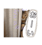 うちのねこ様【日常用語】（個別スタンプ：39）