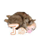 うちのねこ様【日常用語】（個別スタンプ：40）