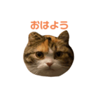 もみじあいさつスタンプ（個別スタンプ：1）