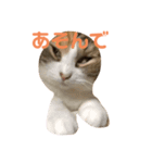 もみじあいさつスタンプ（個別スタンプ：3）