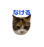 もみじあいさつスタンプ（個別スタンプ：6）