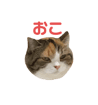 もみじあいさつスタンプ（個別スタンプ：7）