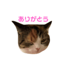 もみじあいさつスタンプ（個別スタンプ：8）
