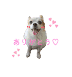 パピチワのマロンさん（個別スタンプ：1）