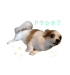パピチワのマロンさん（個別スタンプ：3）