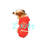 パピチワのマロンさん（個別スタンプ：4）
