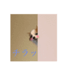 パピチワのマロンさん（個別スタンプ：7）