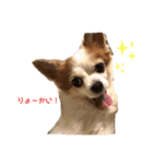 パピチワのマロンさん（個別スタンプ：15）