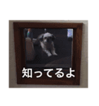 もーちゃん その1（個別スタンプ：12）