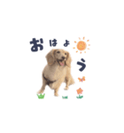 【ミニチュアダックス】うちの子スタンプ2（個別スタンプ：1）