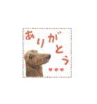 【ミニチュアダックス】うちの子スタンプ2（個別スタンプ：3）