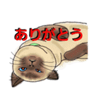 うちに出入りする野良猫たちの毎日（個別スタンプ：26）