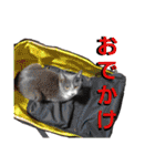 うちに出入りする野良猫たちの毎日（個別スタンプ：28）