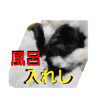 うちに出入りする野良猫たちの毎日（個別スタンプ：30）