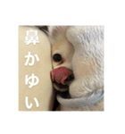 やっぱりべびだけ（個別スタンプ：3）
