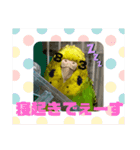 ☆第5弾☆かわいい☆セキセイインコ☆（個別スタンプ：10）