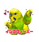 ☆第5弾☆かわいい☆セキセイインコ☆（個別スタンプ：16）