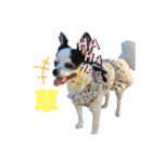 モモ＆くぅー2（個別スタンプ：17）
