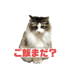 しろみそまるおじさんとルチルねえさん（個別スタンプ：1）
