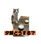 しろみそまるおじさんとルチルねえさん（個別スタンプ：4）