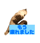 しろみそまるおじさんとルチルねえさん（個別スタンプ：5）