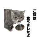 しろみそまるおじさんとルチルねえさん（個別スタンプ：6）