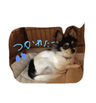 チワワ ブラック×ホワイト（個別スタンプ：3）