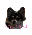 チワワ ブラック×ホワイト（個別スタンプ：6）