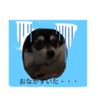 チワワ ブラック×ホワイト（個別スタンプ：7）