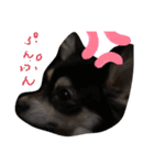 チワワ ブラック×ホワイト（個別スタンプ：8）