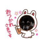 チワワ ブラック×ホワイト（個別スタンプ：22）