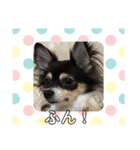 チワワ ブラック×ホワイト（個別スタンプ：24）