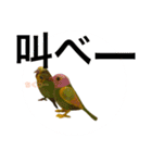 インコちゃんといっしょ 2（個別スタンプ：3）