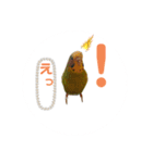 インコちゃんといっしょ 2（個別スタンプ：10）