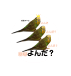 インコちゃんといっしょ 2（個別スタンプ：13）