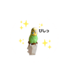 インコちゃんといっしょ 2（個別スタンプ：28）