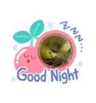 インコちゃんといっしょ 2（個別スタンプ：31）
