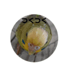 インコちゃんといっしょ 2（個別スタンプ：40）