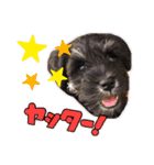 シュナウザー 親子 レア＆ノア⭐︎（個別スタンプ：1）